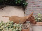 Cirneco Photo